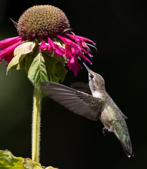 hummingbird, bird 