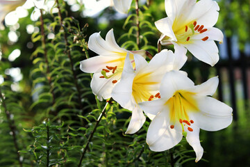 Fototapeta premium White lily Lilium regaleon a background of green leaves in the summer in the garden. Beautiful floral background. Selective focus