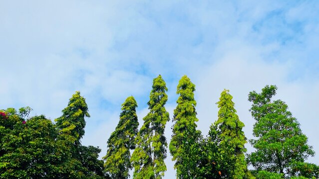 Tall trees and a blue sky 