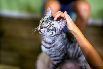 こちらを凝視するアメリカンショートヘアの猫