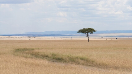 savanna grassland ecology with lone tree at Masai Mara National Reserve Kenya