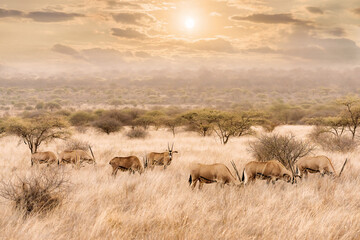herd of oryx eating grass in savanna grassland at Masai mara National reserve Kenya