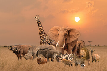 Fototapeta premium Group of safari African animals stand together in savanna grassland with background of sunset sky