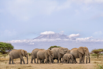 pack of African elephants walking together with background of Kilimanjaro mountain at Amboseli national park Kenya - obrazy, fototapety, plakaty