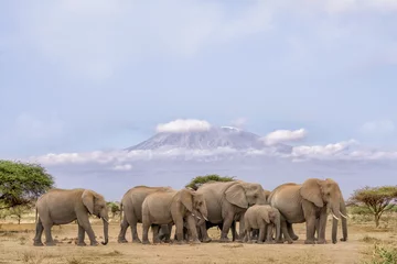 Papier Peint photo Kilimandjaro pack of African elephants walking together with background of Kilimanjaro mountain at Amboseli national park Kenya
