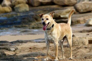 Dog on a walk in a city guy by the sea.