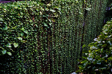 ホテルムーンビーチ緑のカーテン