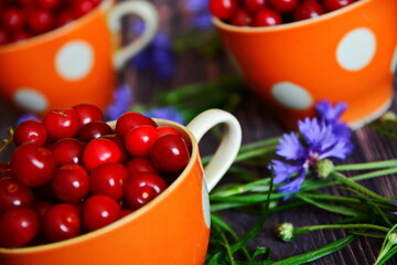 Bowls with red ripe juicy fresh sweet cherries harvest close up on dark wooden boards between of field blue cornflowers. Selective focus, tilt horizon