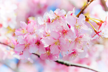 鳴門市で咲いた早咲きの桜