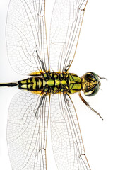 Close up shot Dragonfly wing isolated on white background.