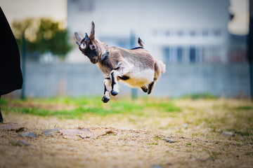 ジャンプする子やぎ