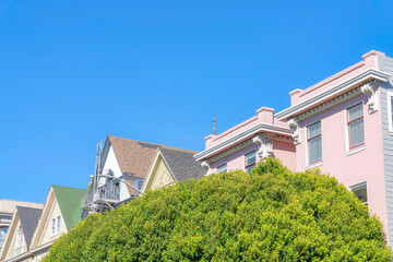 Big green lush leaves of a tree at the front of residential house buildings in San Francisco, CA