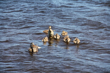 Duck Family