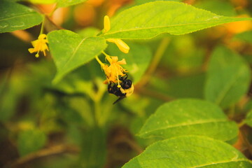 Bee Feeding