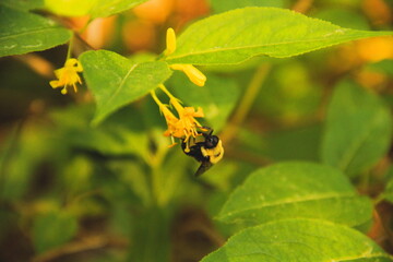 Bee Feeding