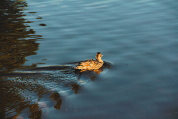 Duck On The Lake