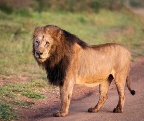 The lion king of the African savannah of South Africa is the great African predator and the star of safaris and one of the five big animals in Africa, as well as the most dangerous in the wildlife.