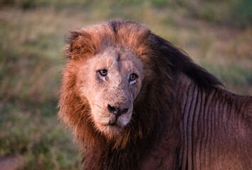 Beautiful face of a lion at dawn on the South African savannah, this animal is the great predator...
