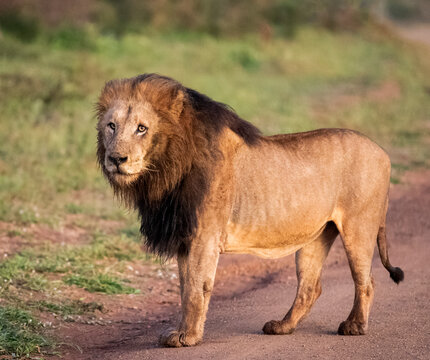The lion king of the African savannah of South Africa is the great African predator and the star of safaris and one of the five big animals in Africa, as well as the most dangerous in the wildlife.