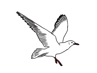 カモメ　県鳥（神奈川県）