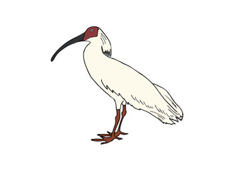 トキ　県鳥（新潟県）