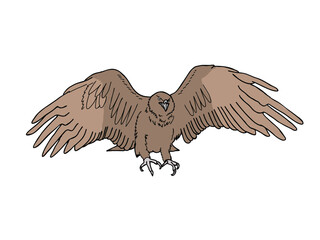 イヌワシ　県鳥（石川県）