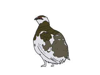 ライチョウ　県鳥（岐阜県）