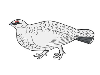 ライチョウ　県鳥（長野県）