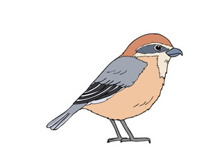 モズ　県鳥（大阪府）