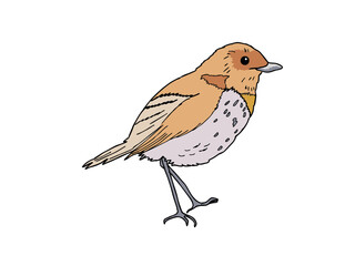 コマドリ　県鳥（奈良県）