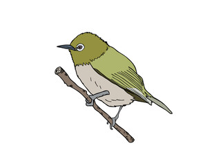 メジロ　県鳥（和歌山県）