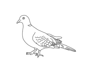 シラコバト　県鳥（埼玉県）モノクロ