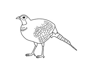 ヤマドリ　県鳥（群馬県）モノクロ