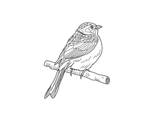 ホオジロ　県鳥（千葉県）モノクロ