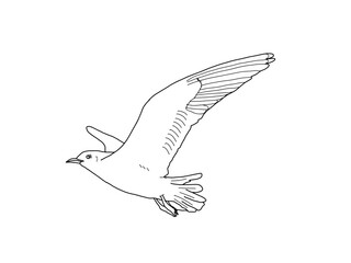 ユリカモメ　県鳥（東京都）モノクロ