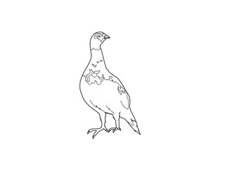 ライチョウ　県鳥（富山県）モノクロ
