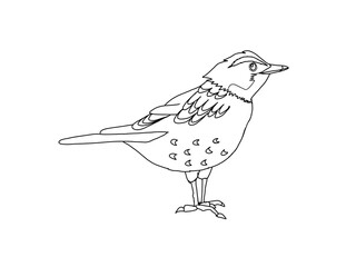 ツグミ　県鳥（福井県）モノクロ