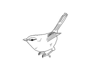 ウグイス　県鳥（山梨県）モノクロ