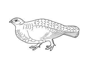 ライチョウ　県鳥（長野県）モノクロ