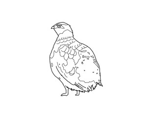 ライチョウ　県鳥（岐阜県）モノクロ