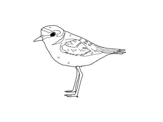 シロチドリ　県鳥（三重県）モノクロ
