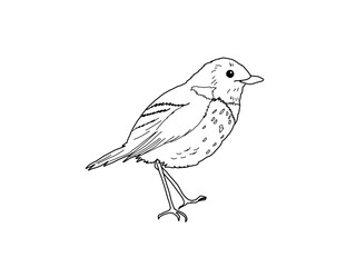 コマドリ　県鳥（奈良県）モノクロ