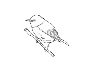 メジロ　県鳥（和歌山県）モノクロ