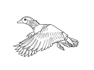 オシドリ　県鳥（鳥取県）モノクロ