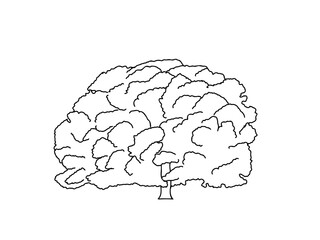 ケヤキ　県木（福島県）モノクロ