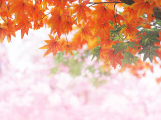 Orange and green maple leaves on tree branches