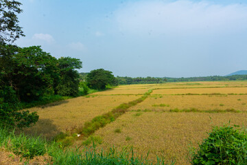 Obraz premium Rice field