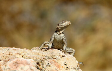 The lizard sits on a stone in a city park by the sea.