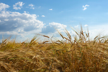Ripe, yellow ears of barley close up against the background of a blue sky and clouds. Barley field.