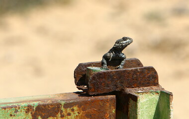 The lizard sits on a stone in a city park by the sea.